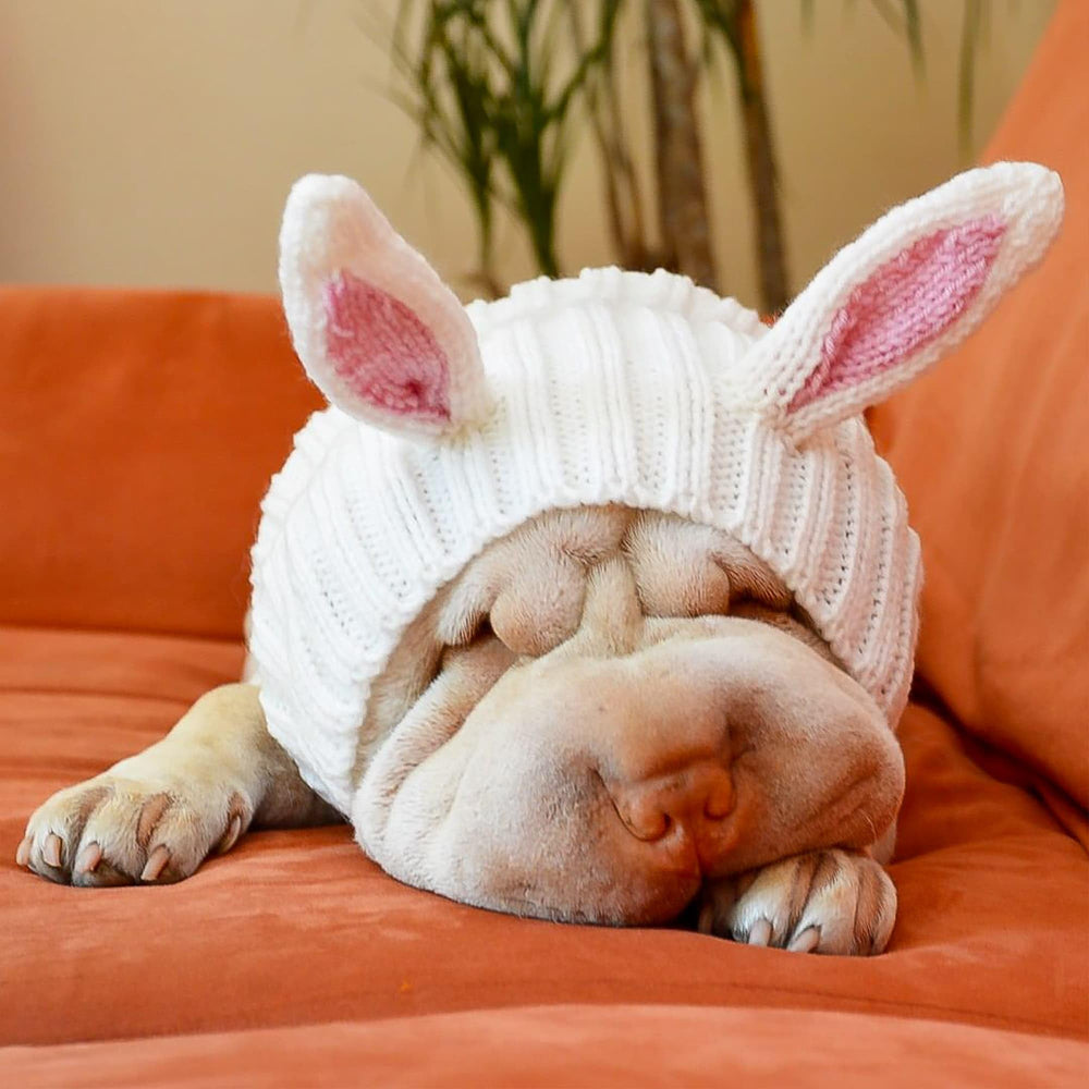 Zoo Snoods bunny-costume-dog-snood in use during a winter walk