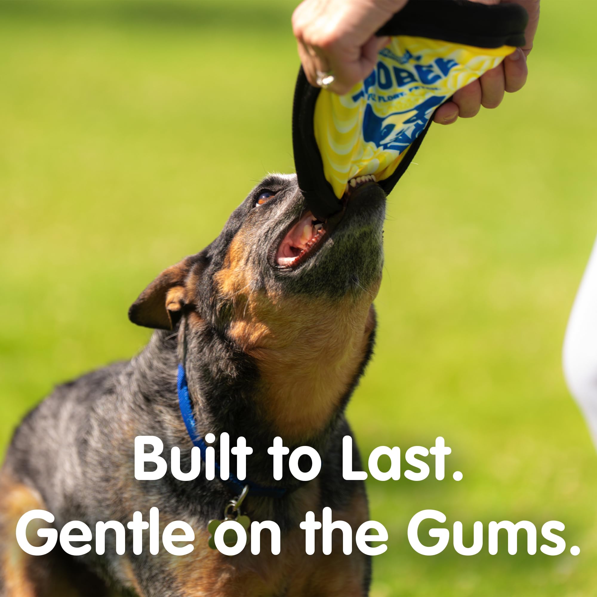 The ZooBee disc uses dog vision friendly colors to aid sight.