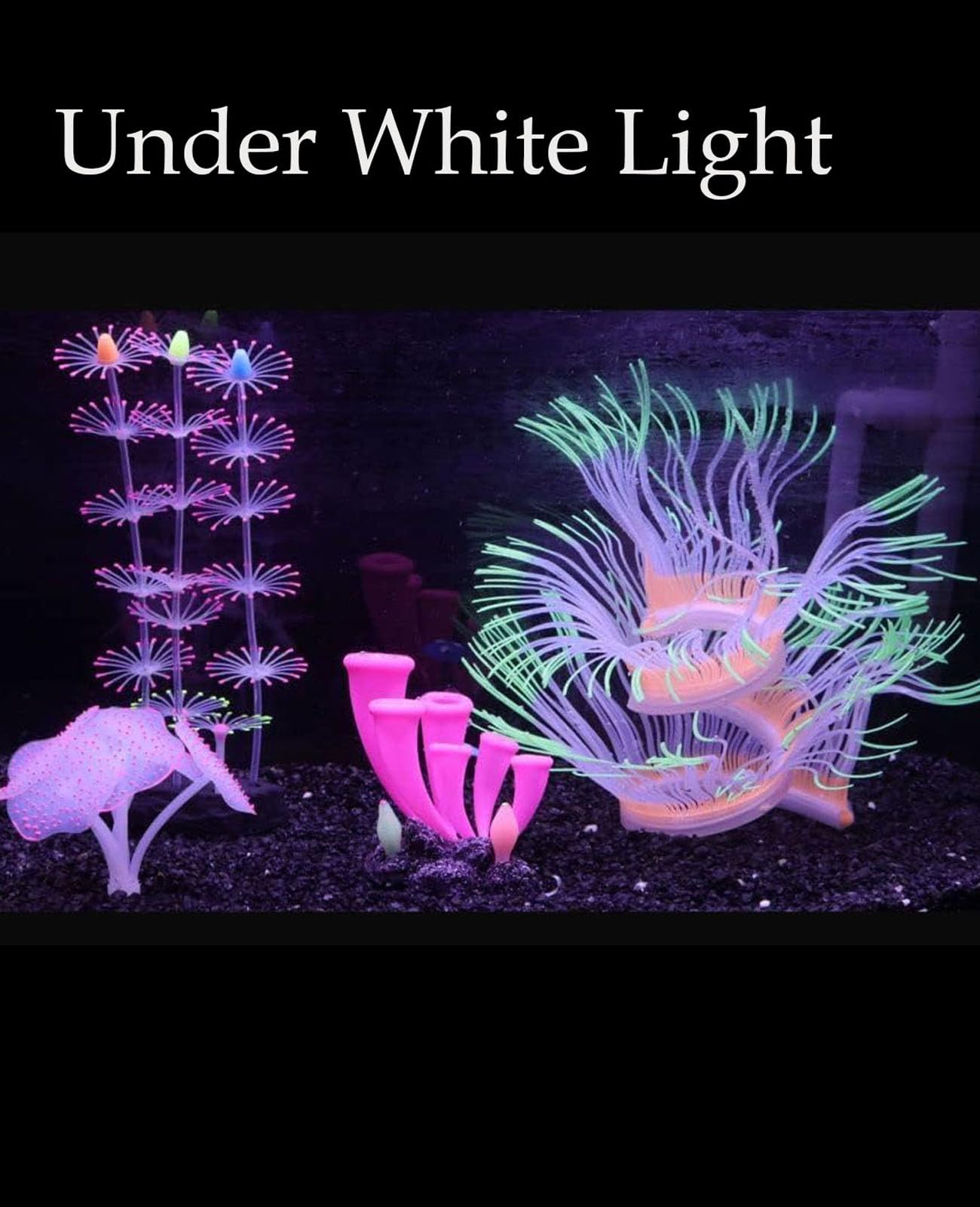 Close-up of ZtohPyo pink sucker coral highlighting surface glow.
