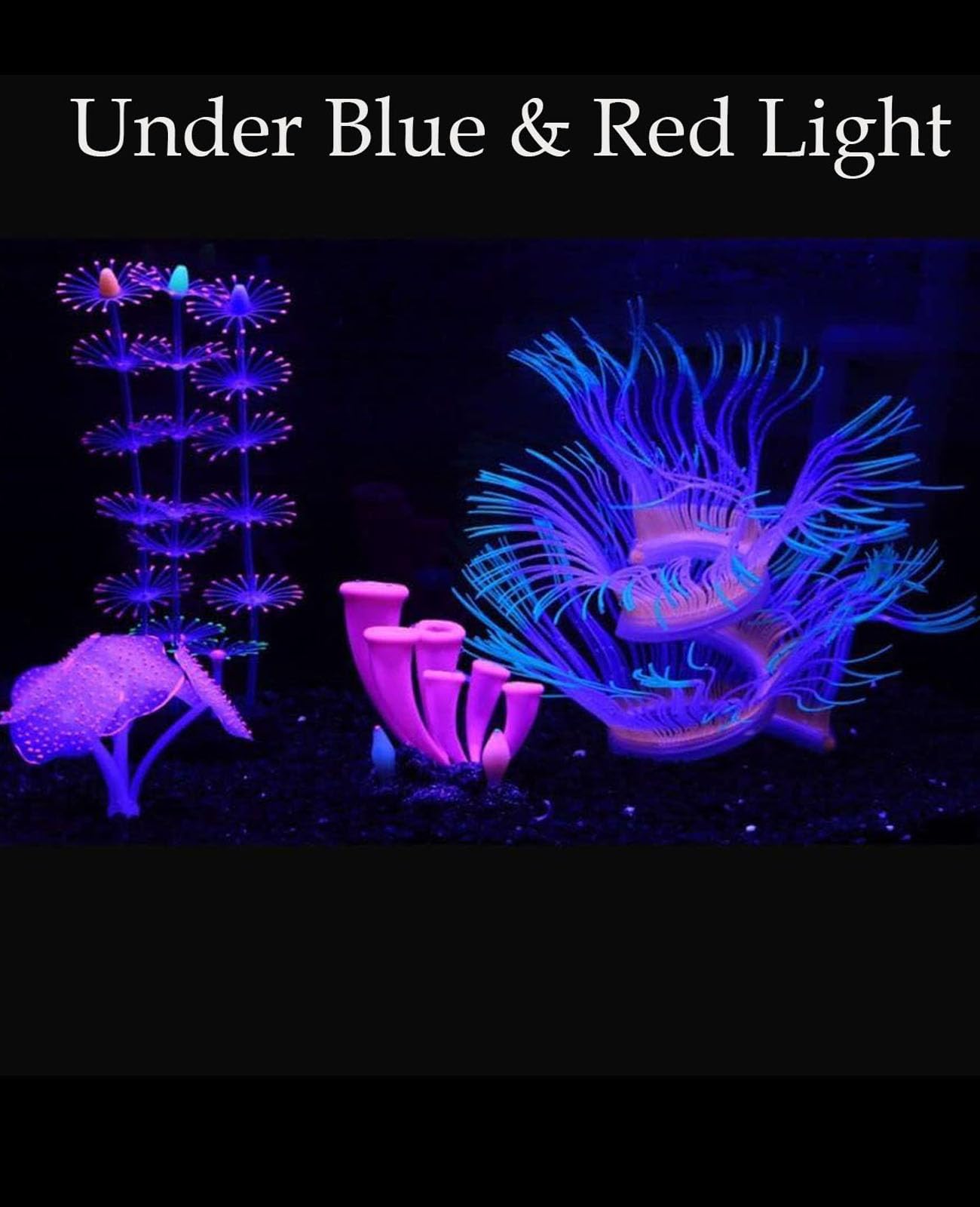 ZtohPyo glowing pink sucker coral adds glow under actinic light.